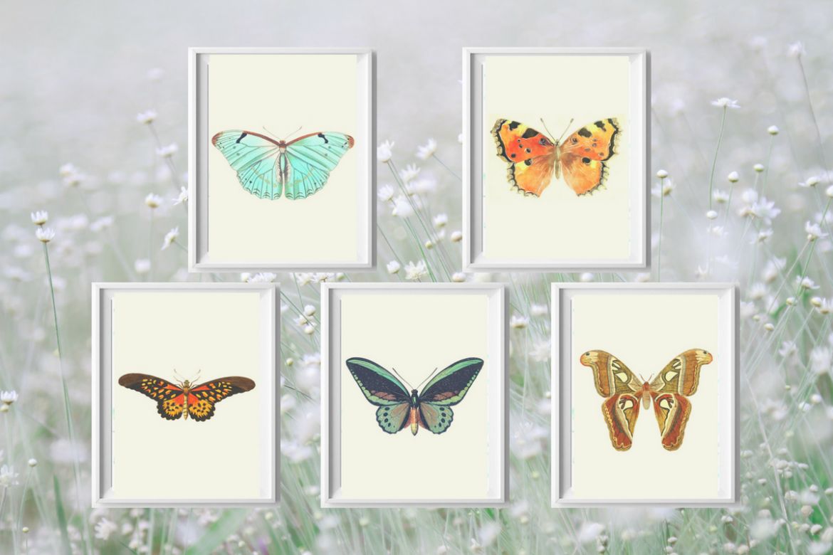 Plakaty z motylami do pobrania za darmo